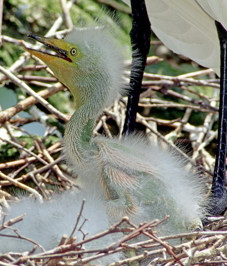 Great Egrets #21 Photograph by Millard H. Sharp