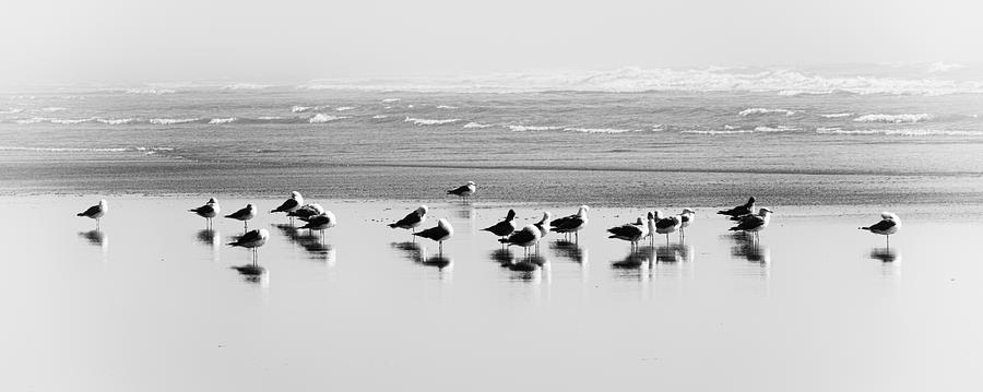 21 Gull Salute Photograph by Allan Van Gasbeck
