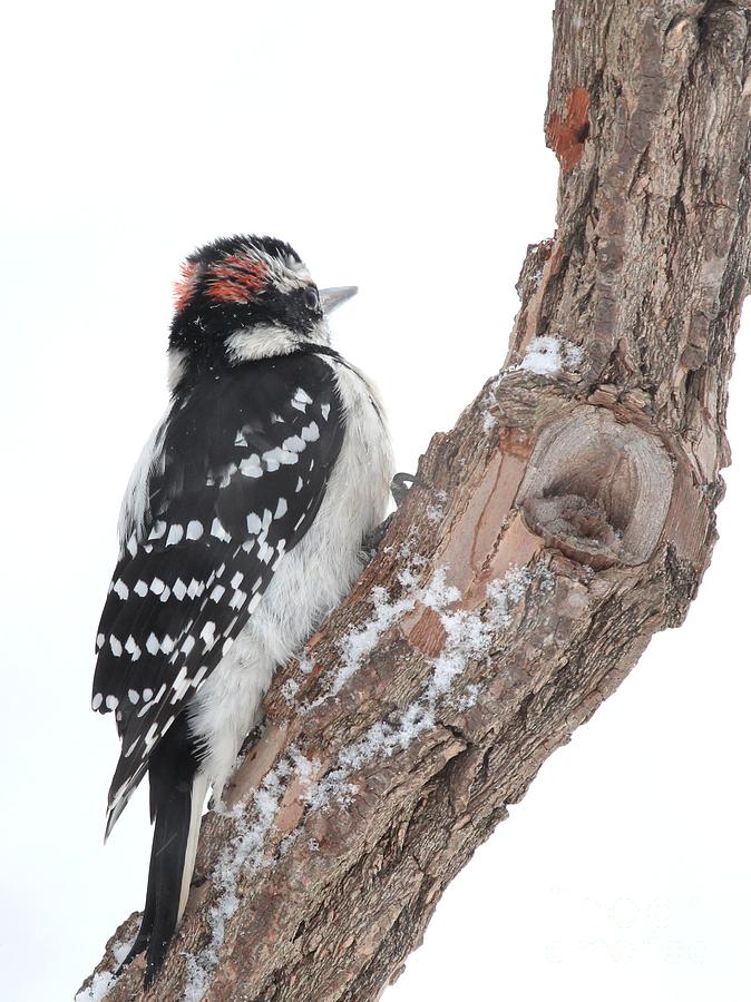 Hairy Woodpecker #21 Photograph by Jack R Brock