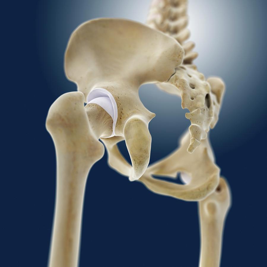 Hip Anatomy Photograph By Springer Medizinscience Pho 6872