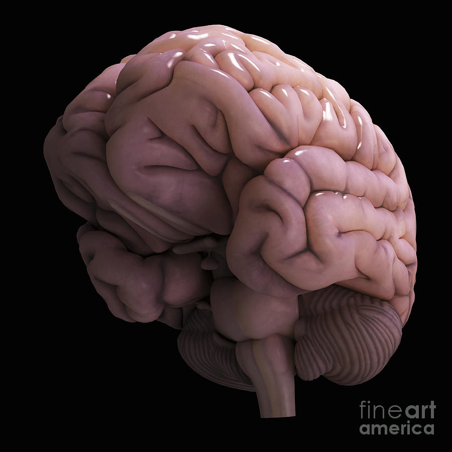 Human Brain #21 Photograph by Science Picture Co
