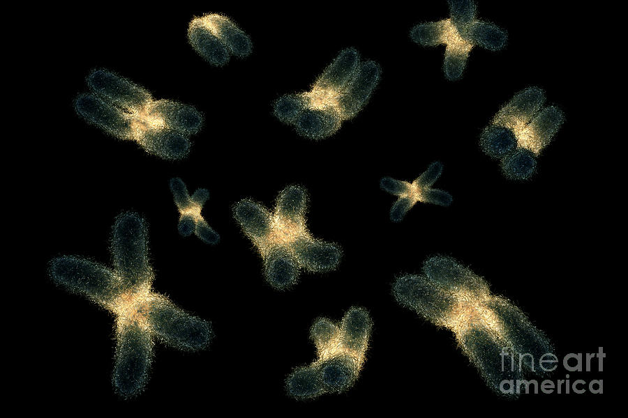 Human Chromosomes #21 Photograph by Science Picture Co
