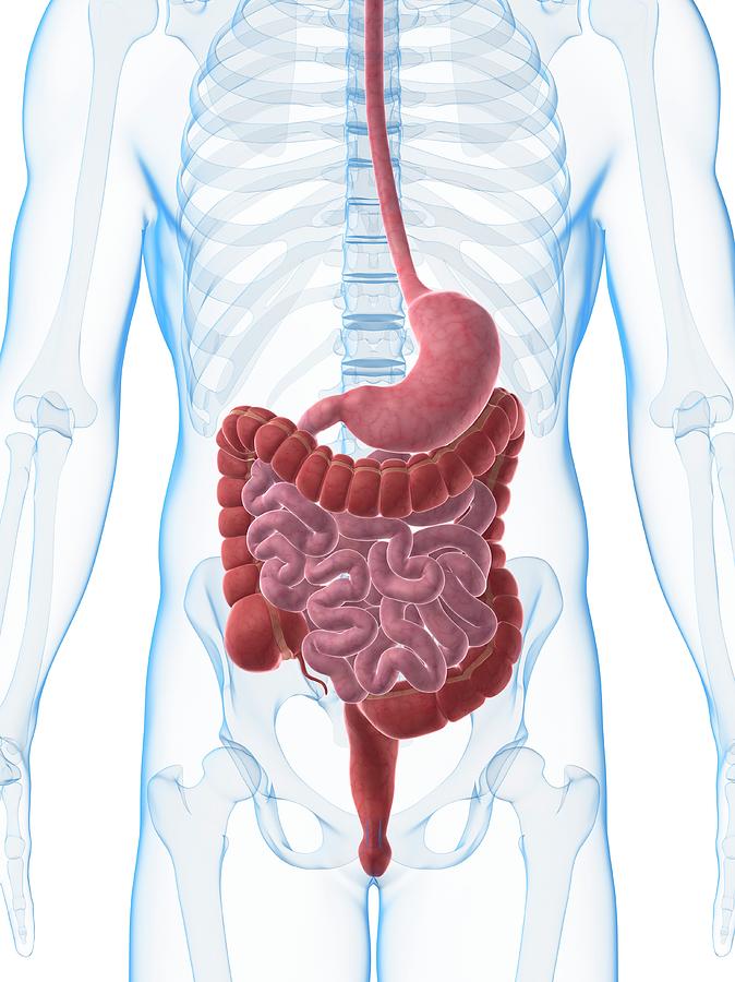 Illustration Photograph - Human Digestive System #21 by Sebastian Kaulitzki