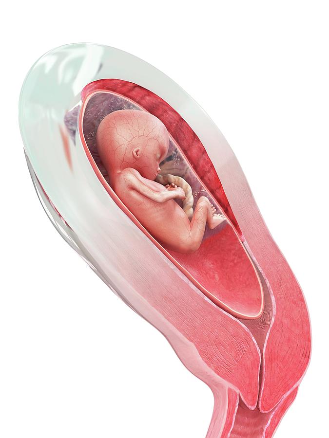Human Foetus In The Womb #21 Photograph by Medi-mation/science Photo Library