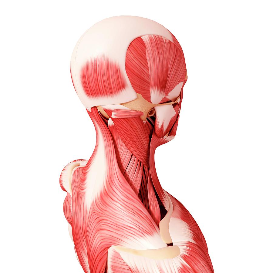 Human Head Musculature Photograph by Pixologicstudio/science Photo ...