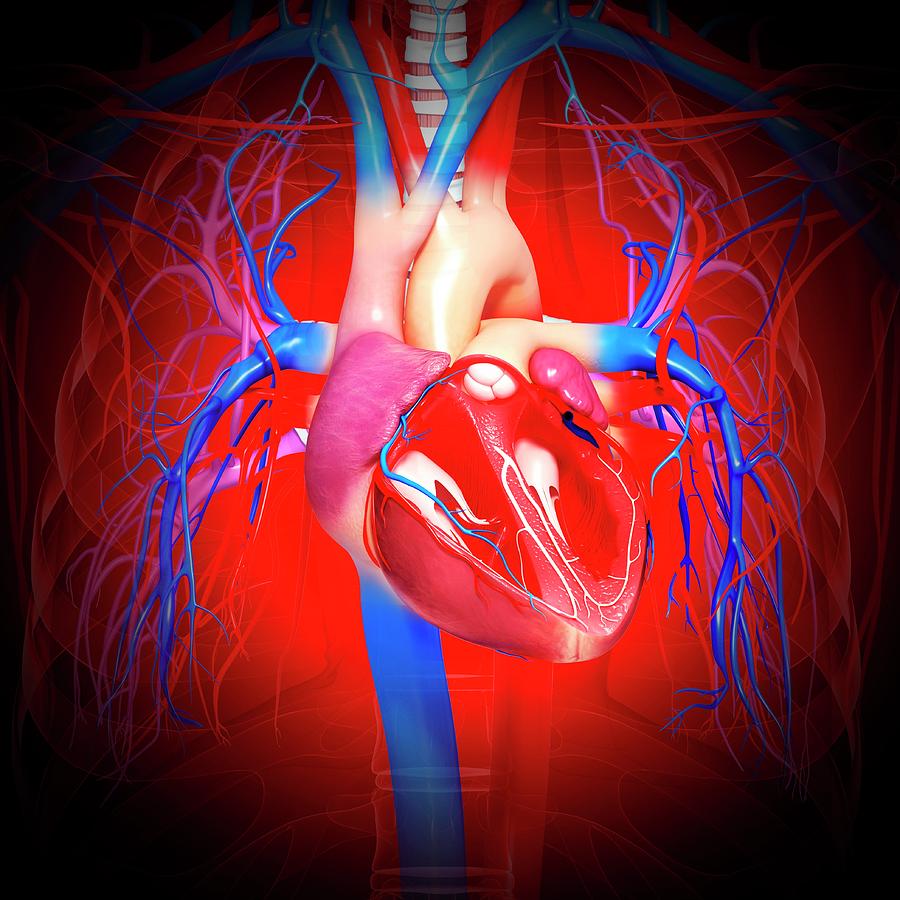 Human Heart Photograph by Pixologicstudio/science Photo Library - Fine ...