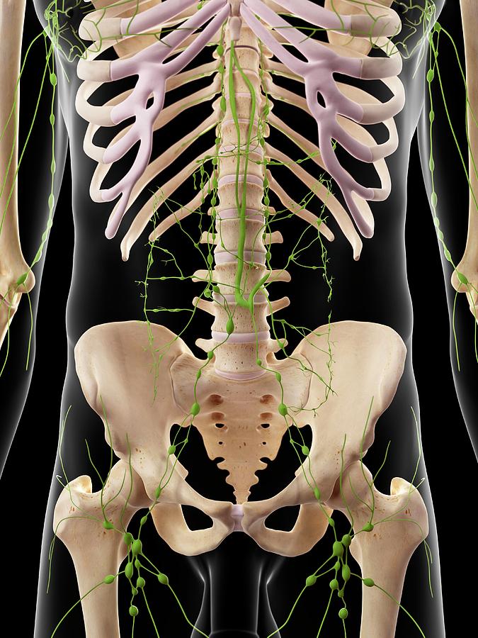 Human Lymphatic System Photograph by Sebastian Kaulitzki/science Photo ...