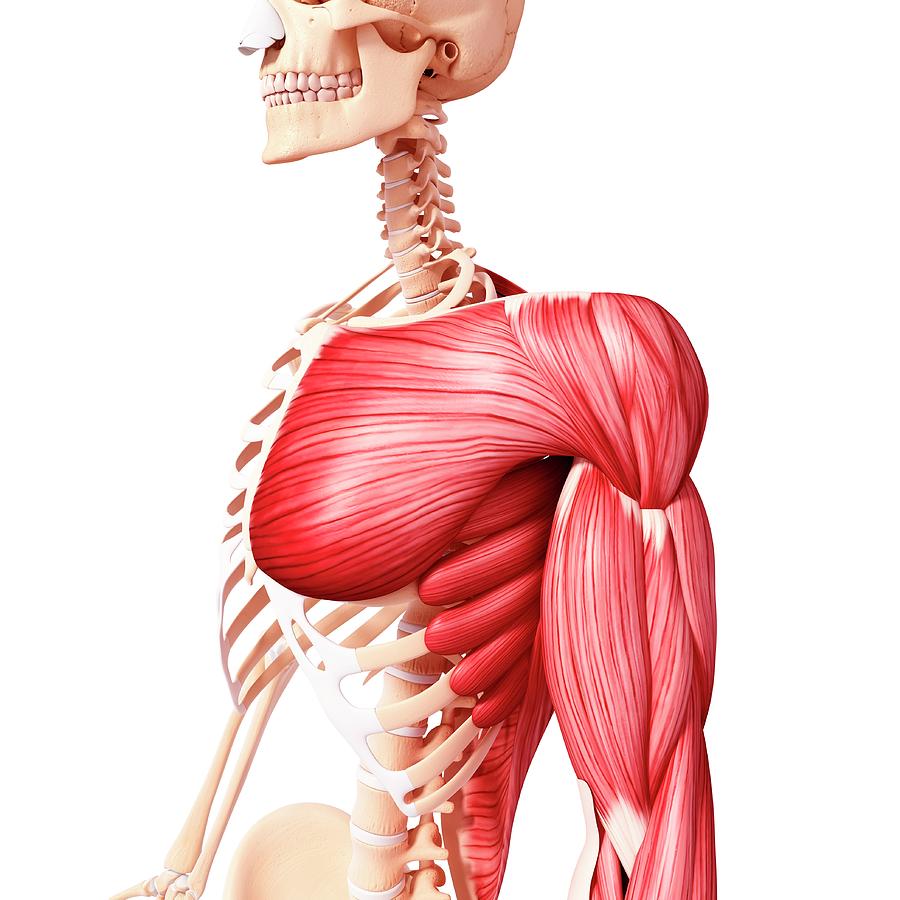 ᐈ Musculos del cuerpo humano imágenes de stock, fotos 
