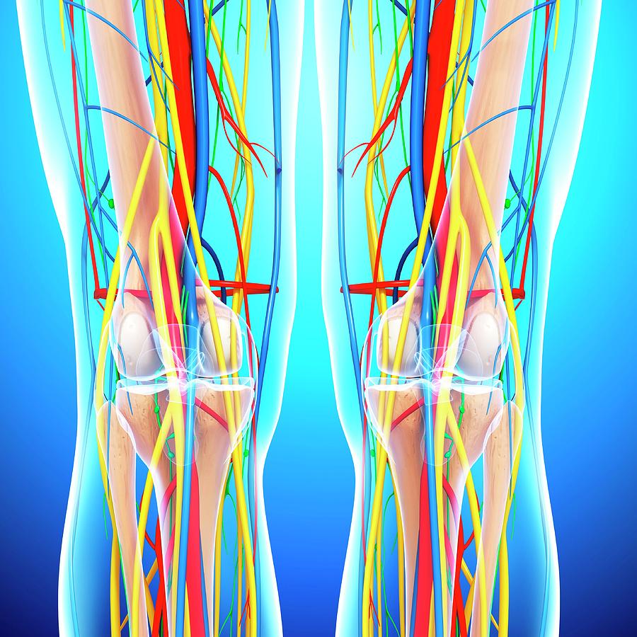 Knee Anatomy Photograph By Pixologicstudio Science Photo Library - Fine 