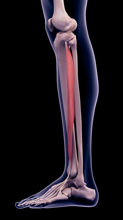 Skeleton Photograph - Leg Muscle #21 by Sebastian Kaulitzki/science Photo Library