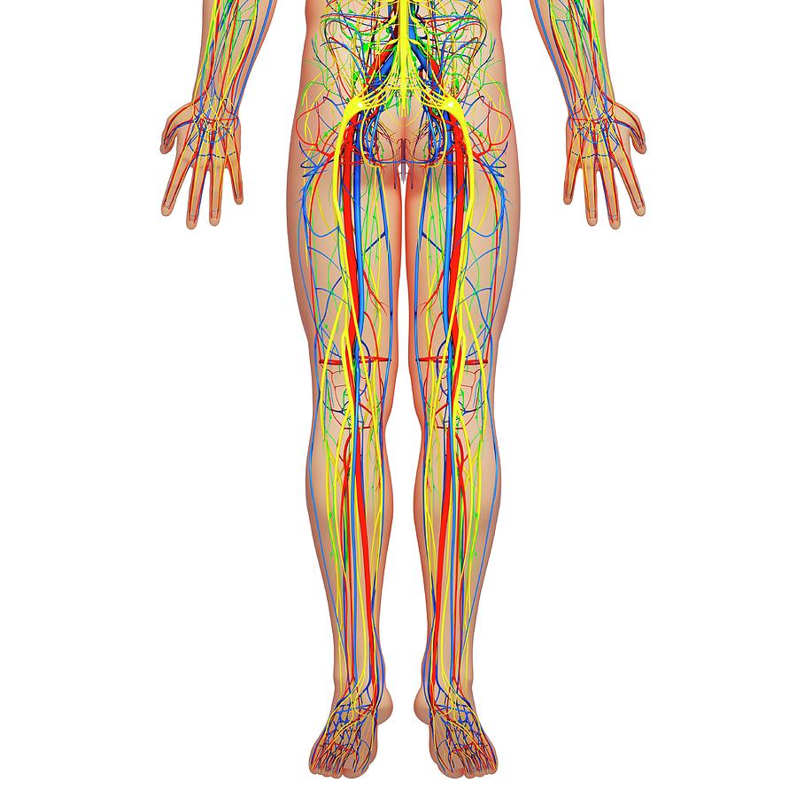 Lower Body Anatomy Photograph By Pixologicstudio Science Photo Library