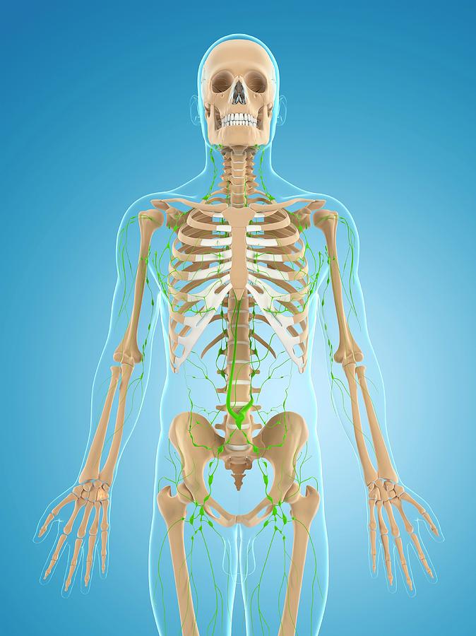 Lymphatic System #21 Photograph By Sciepro Science Photo Library - Pixels