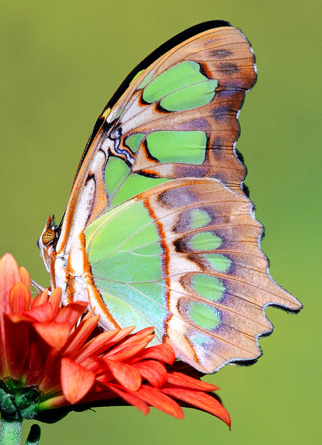 Butterfly Photograph - Malachite Butterfly Siproeta Stelenes #21 by Millard H. Sharp
