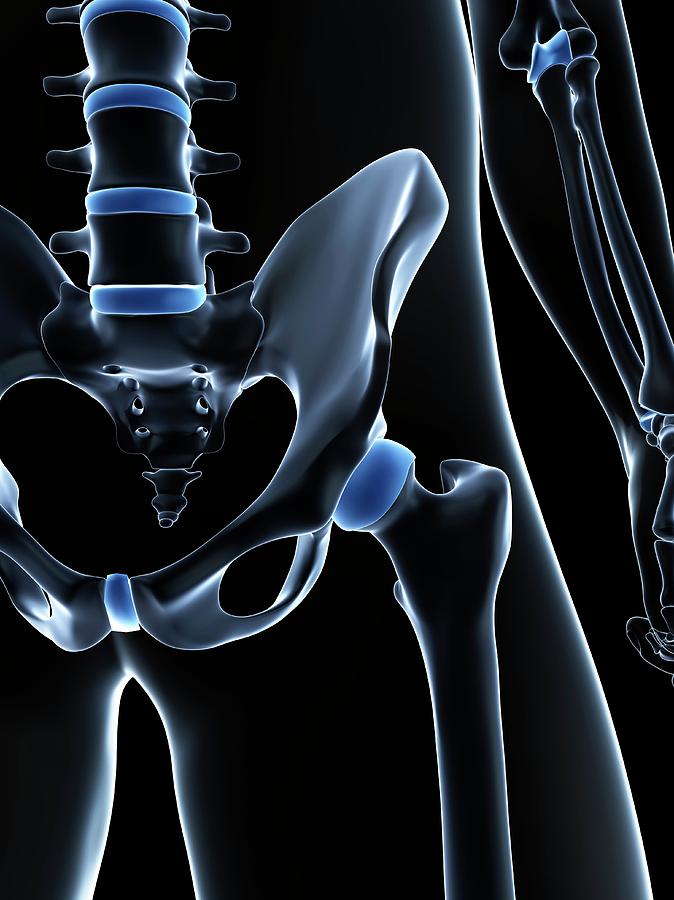 Male Pelvis Bones Photograph By Sciepro Science Photo Library Fine