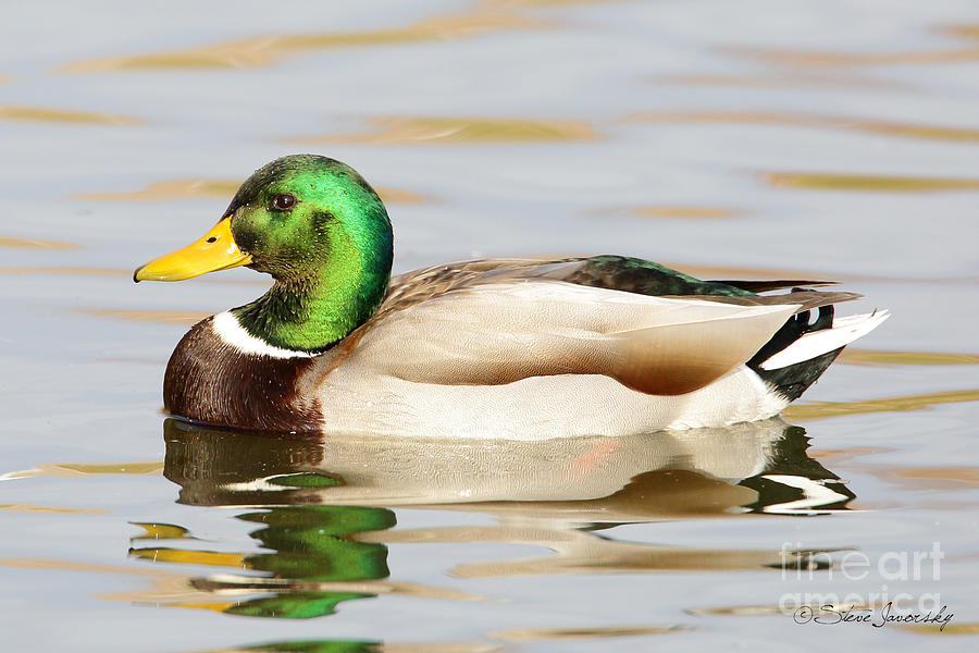 Mallard Duck #21 Photograph by Steve Javorsky