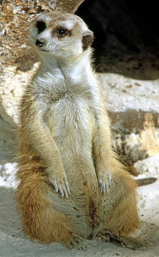 Meerkat #21 Photograph by Millard H. Sharp