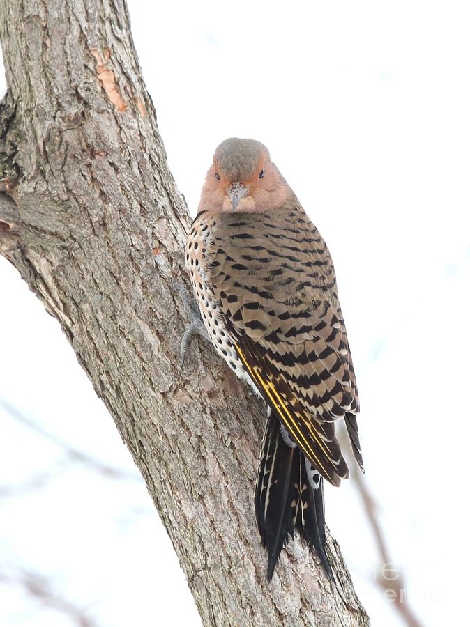 Nature Photograph - Northern Flicker #21 by Jack R Brock