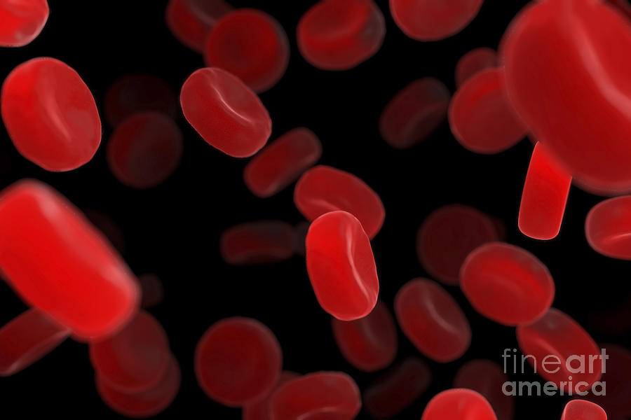 Red Blood Cells #21 Photograph by Science Picture Co