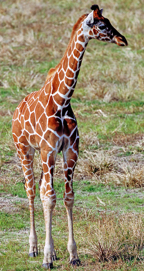 Reticulated Giraffe #21 Photograph by Millard H. Sharp