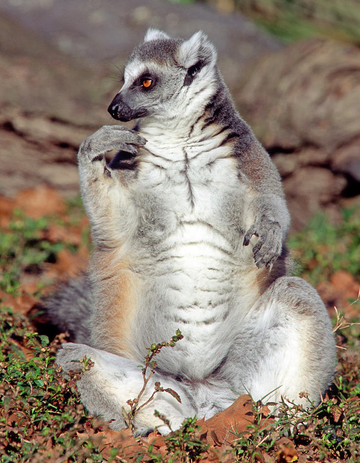 Ring-tailed Lemur Lemur Catta #21 Photograph by Millard H. Sharp