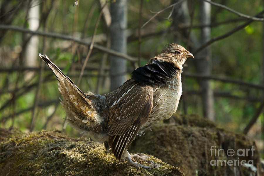 Ruffed Grouse Courtship Display #21 Photograph by Linda Freshwaters Arndt