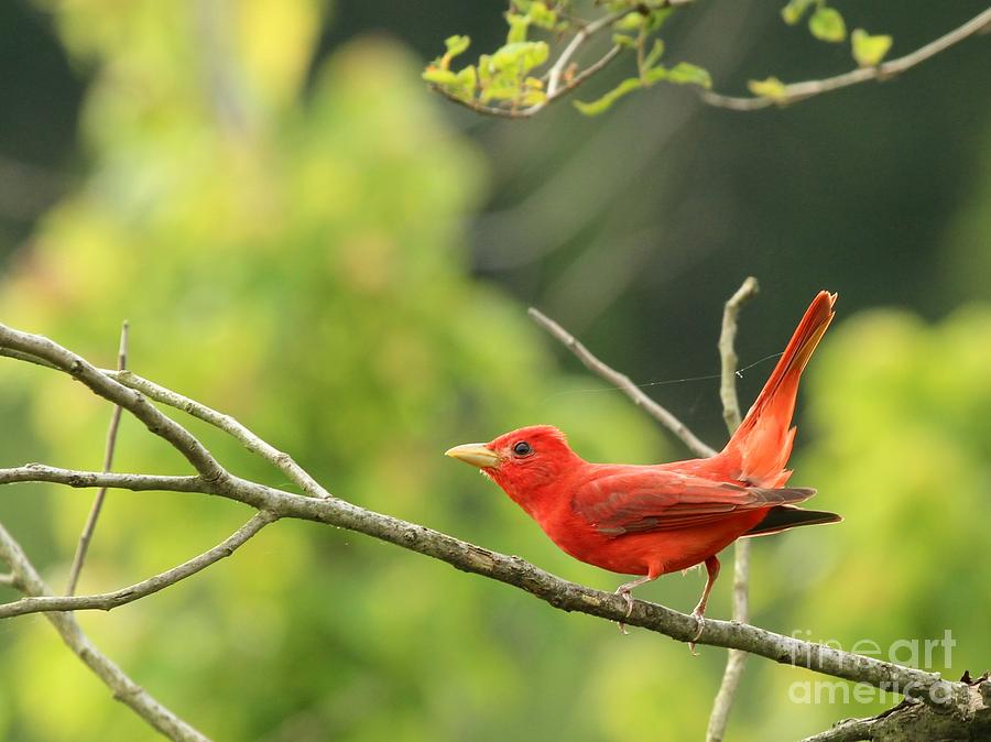 Summer Tanager #21 Photograph by Jack  R Brock