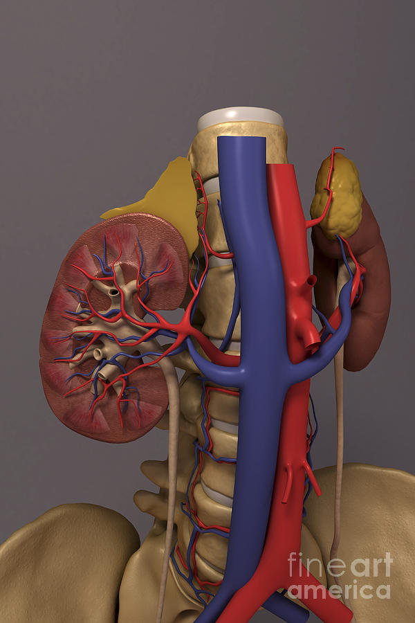 The Renal System #21 Photograph by Science Picture Co