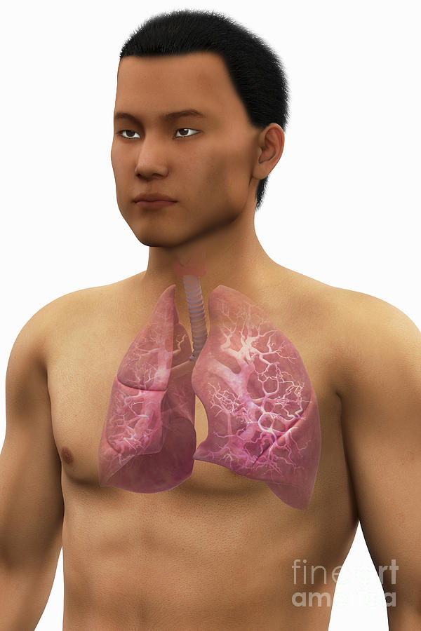 The Respiratory System #21 Photograph by Science Picture Co
