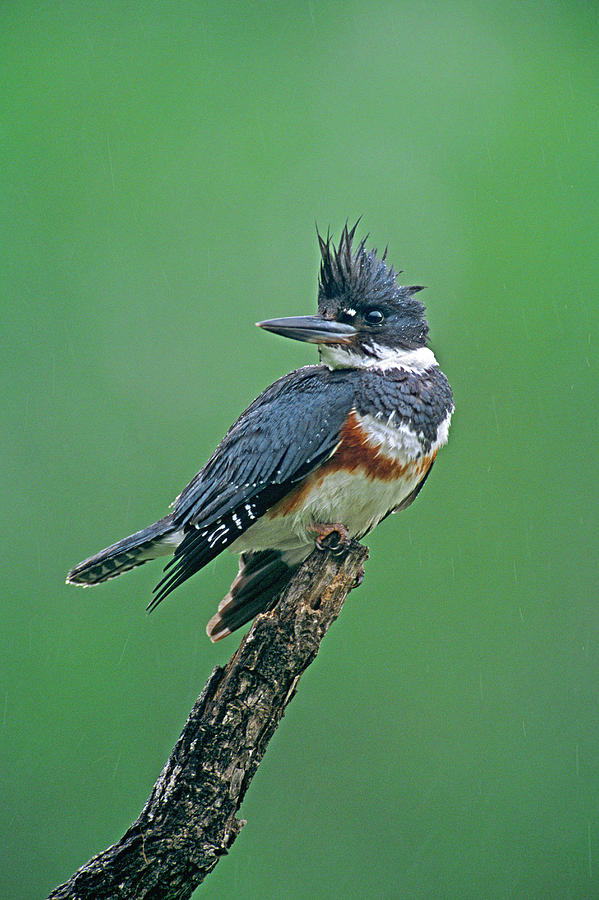 Kingfisher Photograph - USA, Texas, Rio Grande Valley, Mcallen #21 by Jaynes Gallery