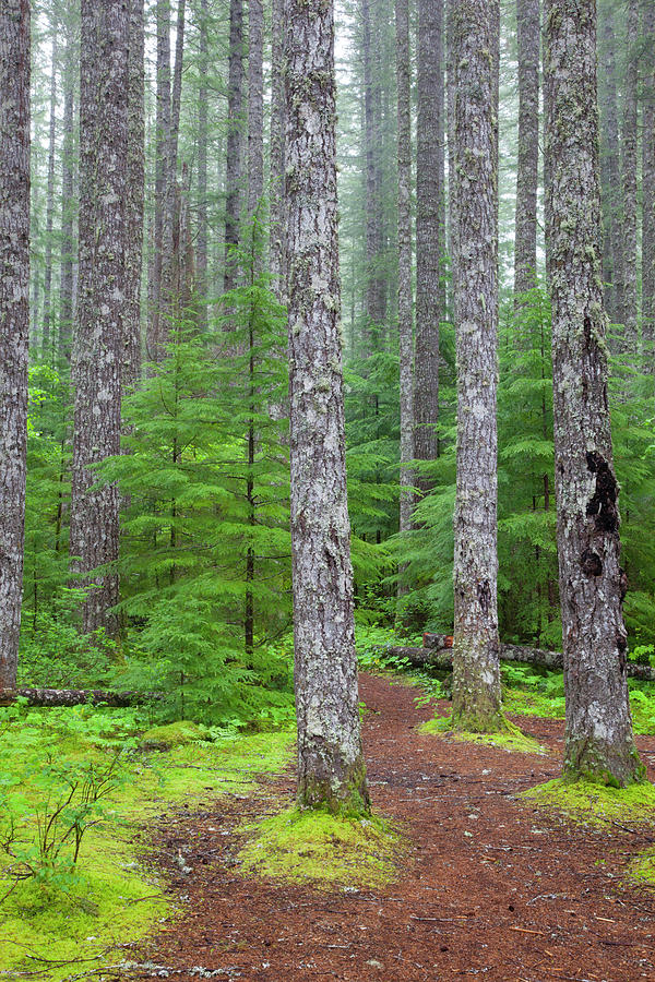 Wa, Gifford Pinchot National Forest Photograph by Jamie and Judy Wild ...