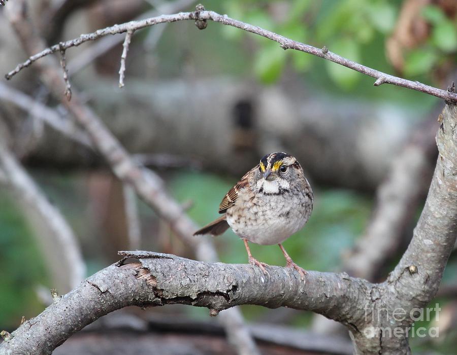 White-throated Sparrow #21 Photograph by Jack R Brock