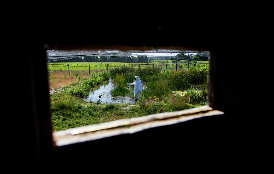 Whooping Crane Reintroduction, Direct #21 Photograph by Tom Lynn - Pixels