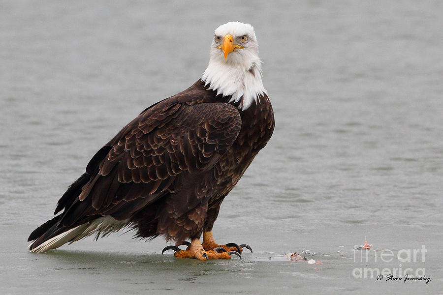 Bald Eagle #210 Photograph by Steve Javorsky