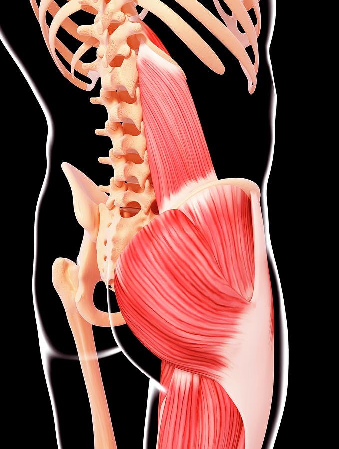 Human Musculature #210 by Science Photo Library