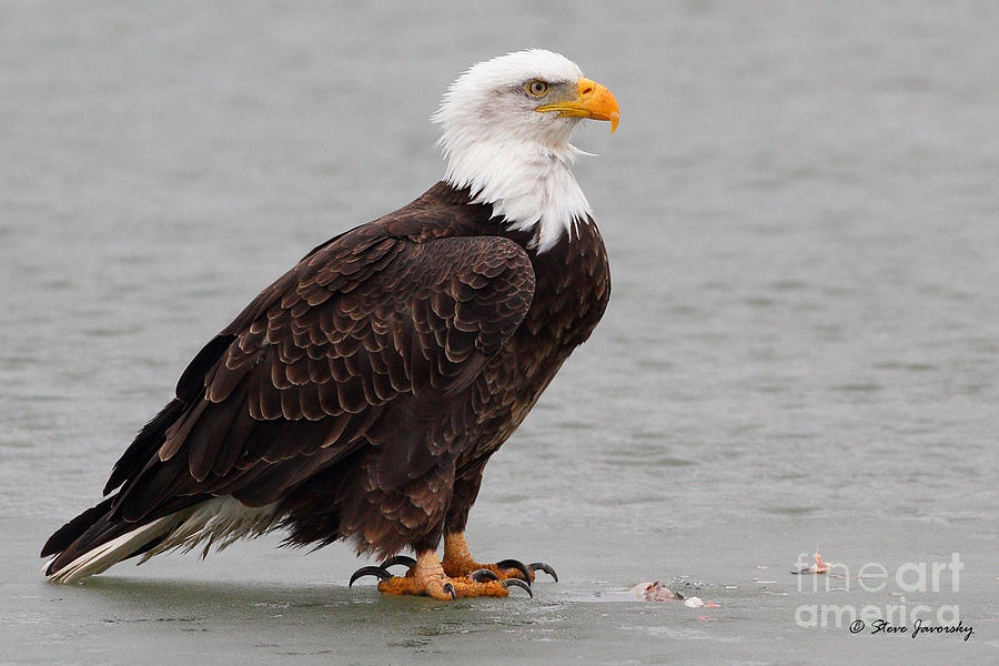 Bald Eagle #211 Photograph by Steve Javorsky