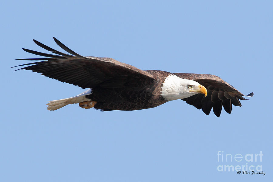 Bald Eagle #212 Photograph by Steve Javorsky