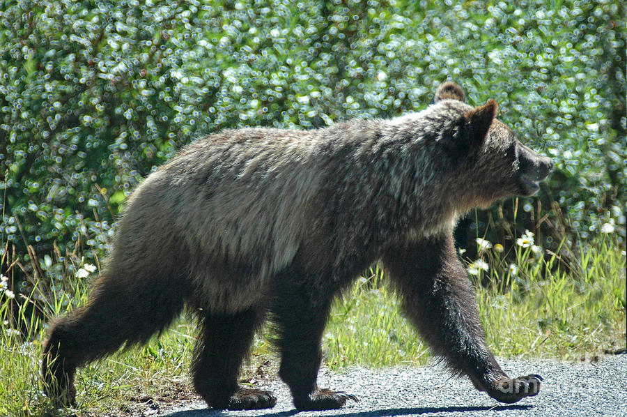 212P Young Grizzly Bear Photograph by NightVisions