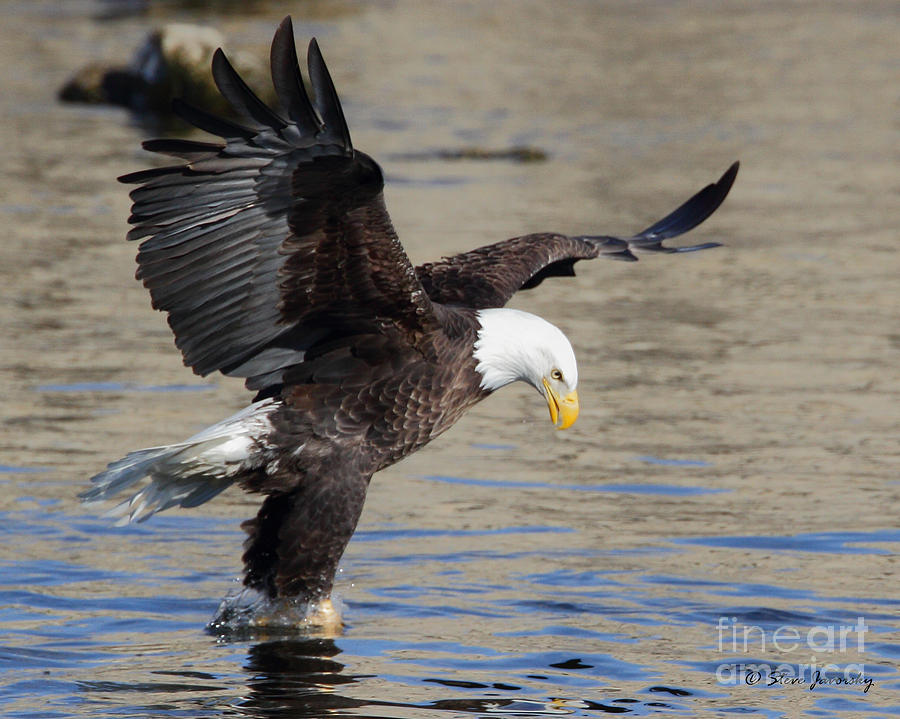 Bald Eagle #213 Photograph by Steve Javorsky