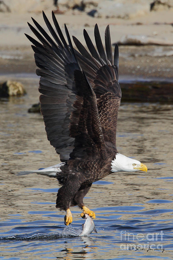 Bald Eagle #214 Photograph by Steve Javorsky