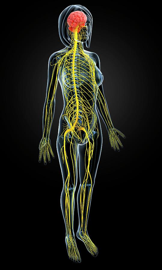 Female Nervous System Photograph by Pixologicstudio/science Photo ...