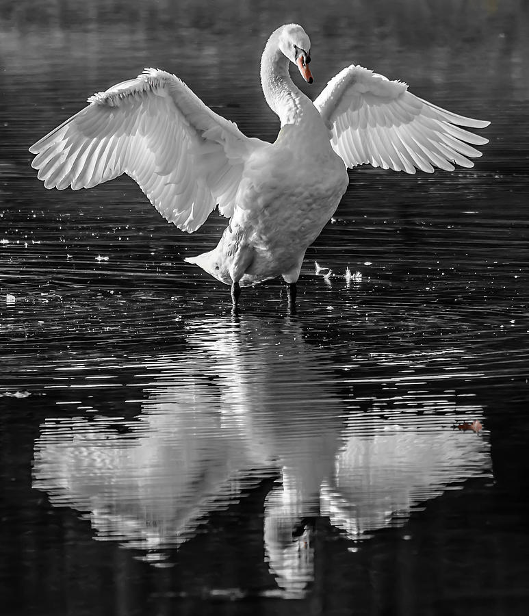 Mute Swan #12 Photograph by Brian Stevens