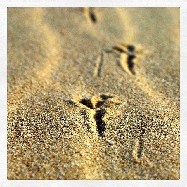 Beach Photograph - Footprints in the Sand by Karen Cooper