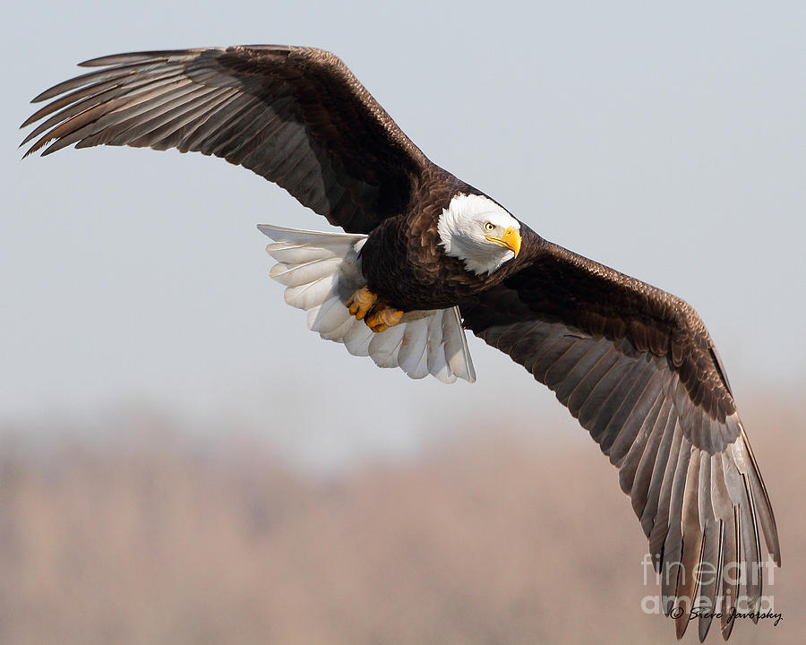 Bald Eagle #215 Photograph by Steve Javorsky