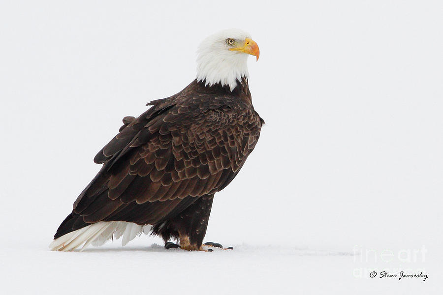 Bald Eagle #216 Photograph by Steve Javorsky