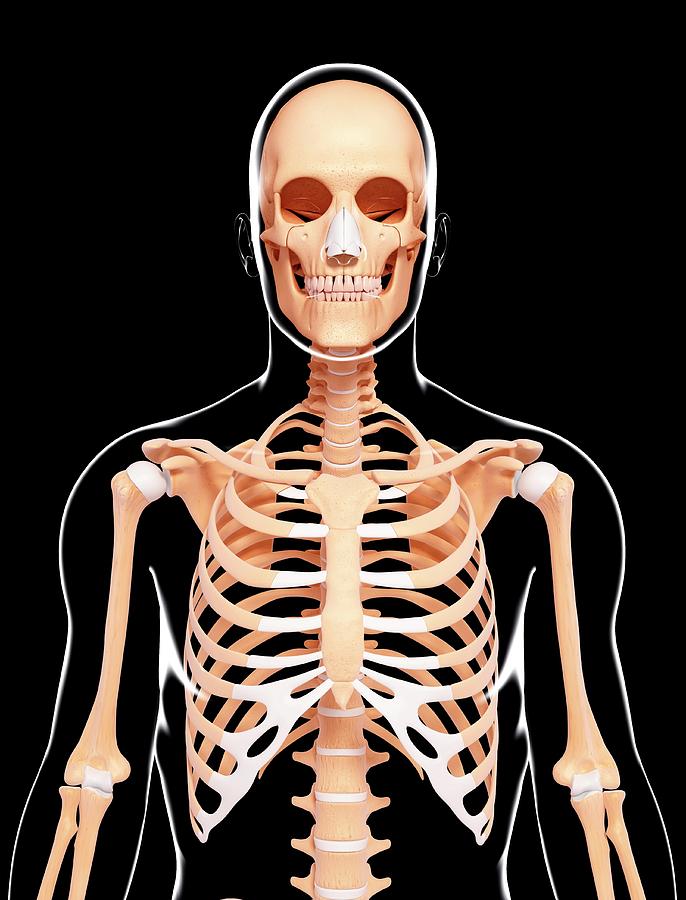 Human Skeleton Photograph by Pixologicstudio/science Photo Library