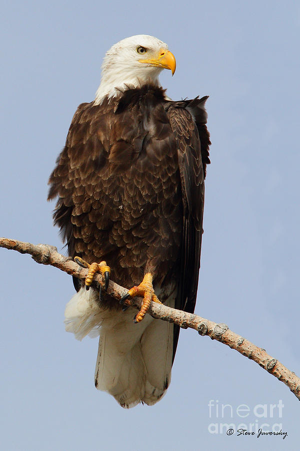 Bald Eagle #219 Photograph by Steve Javorsky