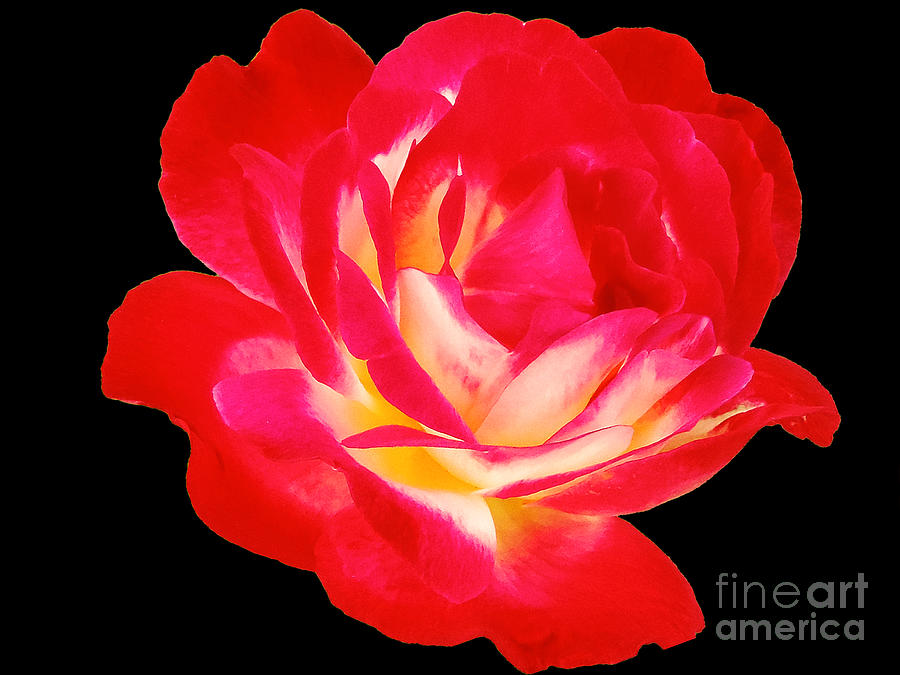 Flower Photograph - 2193-beautiful Rose by Elvira Ladocki
