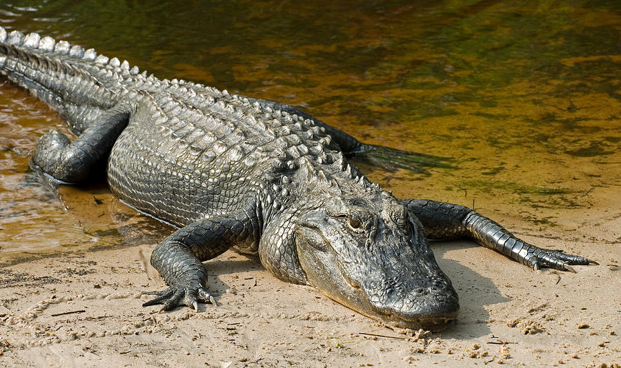 American Alligator Photograph by Millard H. Sharp | Fine Art America