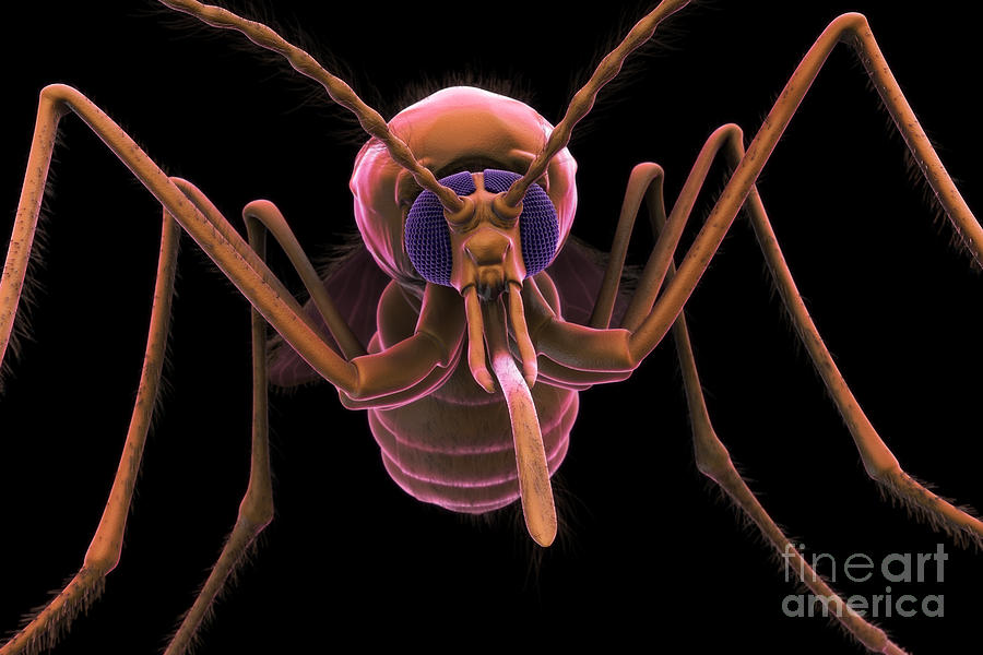 Anopheles Mosquito #22 Photograph by Science Picture Co