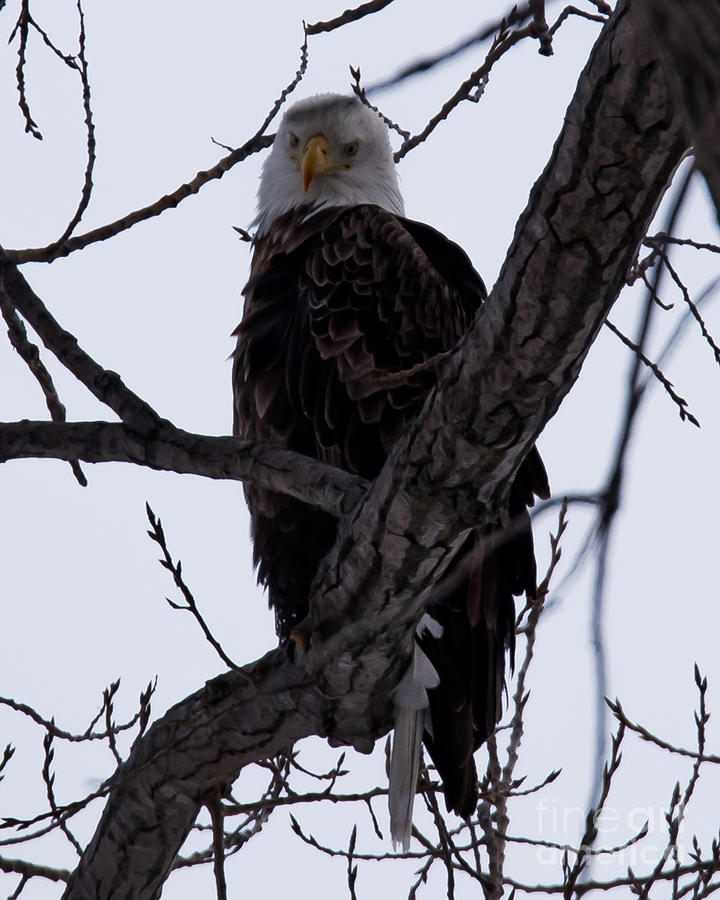Bald Eagle #22 Photograph by Ronald Grogan